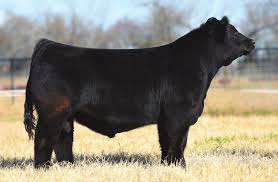 Simmental  Among The Breeds to be Shown At Cattlemen's Congress in Oklahoma City in January