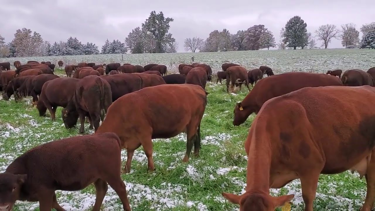 October Ice Storm Dramatically Impacted Cattle Markets Says OSU's Derrell Peel
