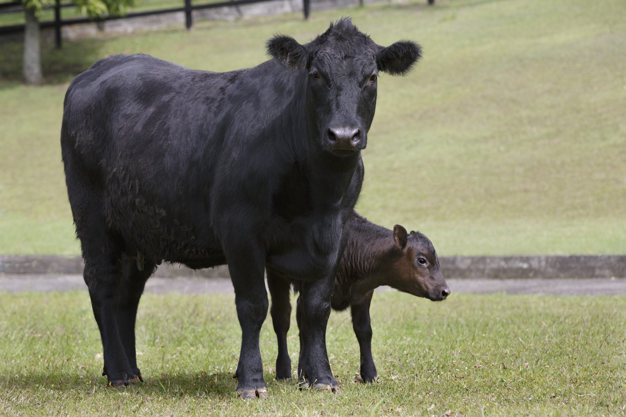 Merck Animal Health Has New Technology to Optimize Value For Beef Cow Producers