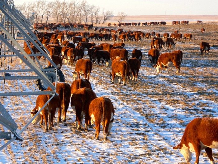 January Cattle Inventory Report Could Set The Stage For a Successful 2021, Says OSU's Derrell Peel