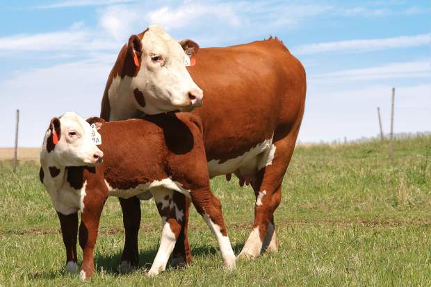 Gene Editing Technology Could Soon Be Common Practice For Beef Cattle Industry
