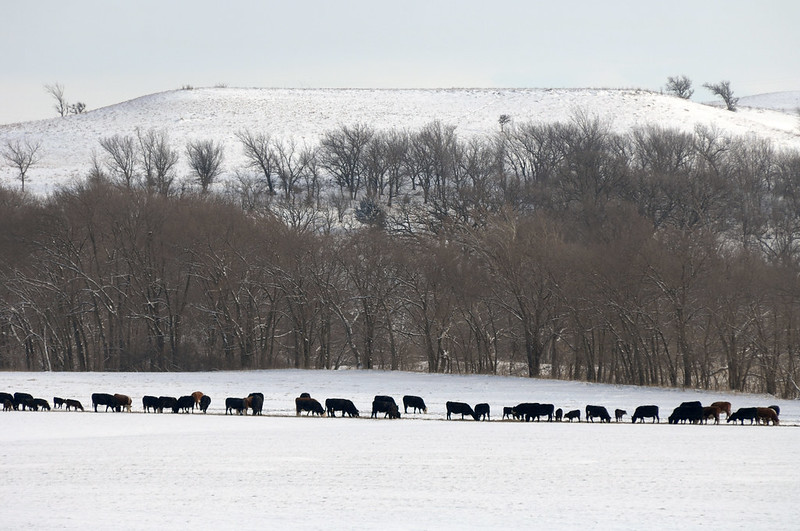 When Brutal Cold Hits, Cows Need Extra Energy And Attention, Says KSU Extension Beef Cow Specialist Justin Waggoner