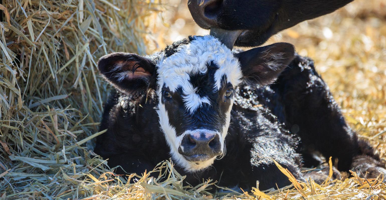 KSU Veterinarian Offers Advice on Keeping Newborn Calves Alive During Brutal Cold