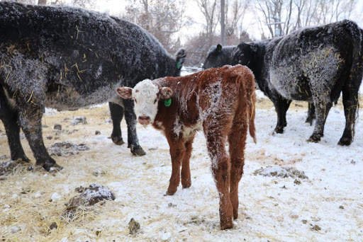 OSU's Derrell Peel Expects Higher Feed Costs to Impact How Feedlots Buy Feeder Cattle