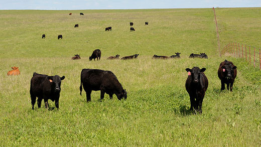 Research Shows Grazing Cattle Provide Many Benefits For Both Humans And The Environment