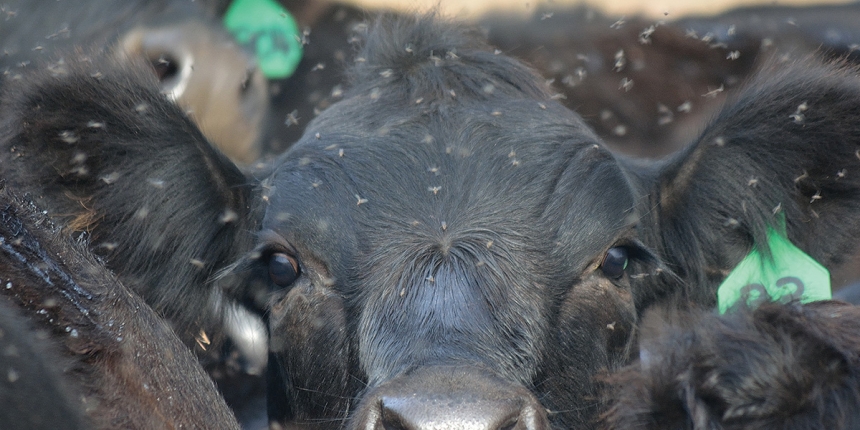Flies Are a Huge Economic Threat For Pasture Cattle Says Mark Upton, Central Life Sciences
