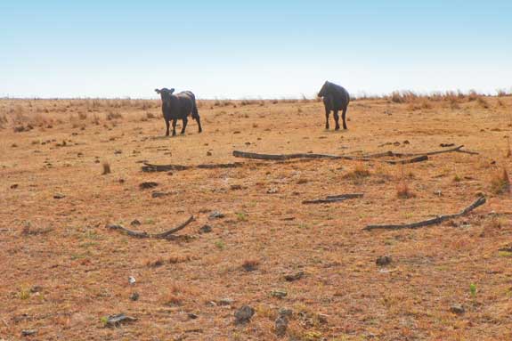 Producers Should Have a Plan Ready if Drought Becomes Reality This Summer, Says OSU's Derrell Peel