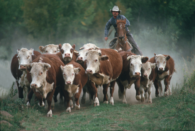 OCA's Michael Kelsey Praises Legislation Establishing Cattle Theft Registry But he Says There Are Still More Legislative Issues to be Resolved