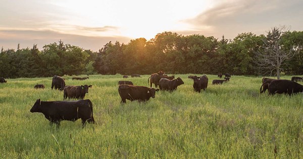 Regenerative Ranching Program at Noble Research Institute Focused on Five Research Areas