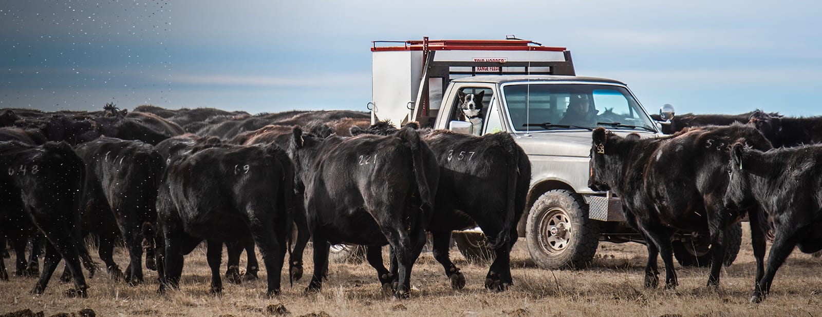 Oklahoma Rancher Jimmy Taylor Believes Beef Checkoff Dollars Are a Great Investment