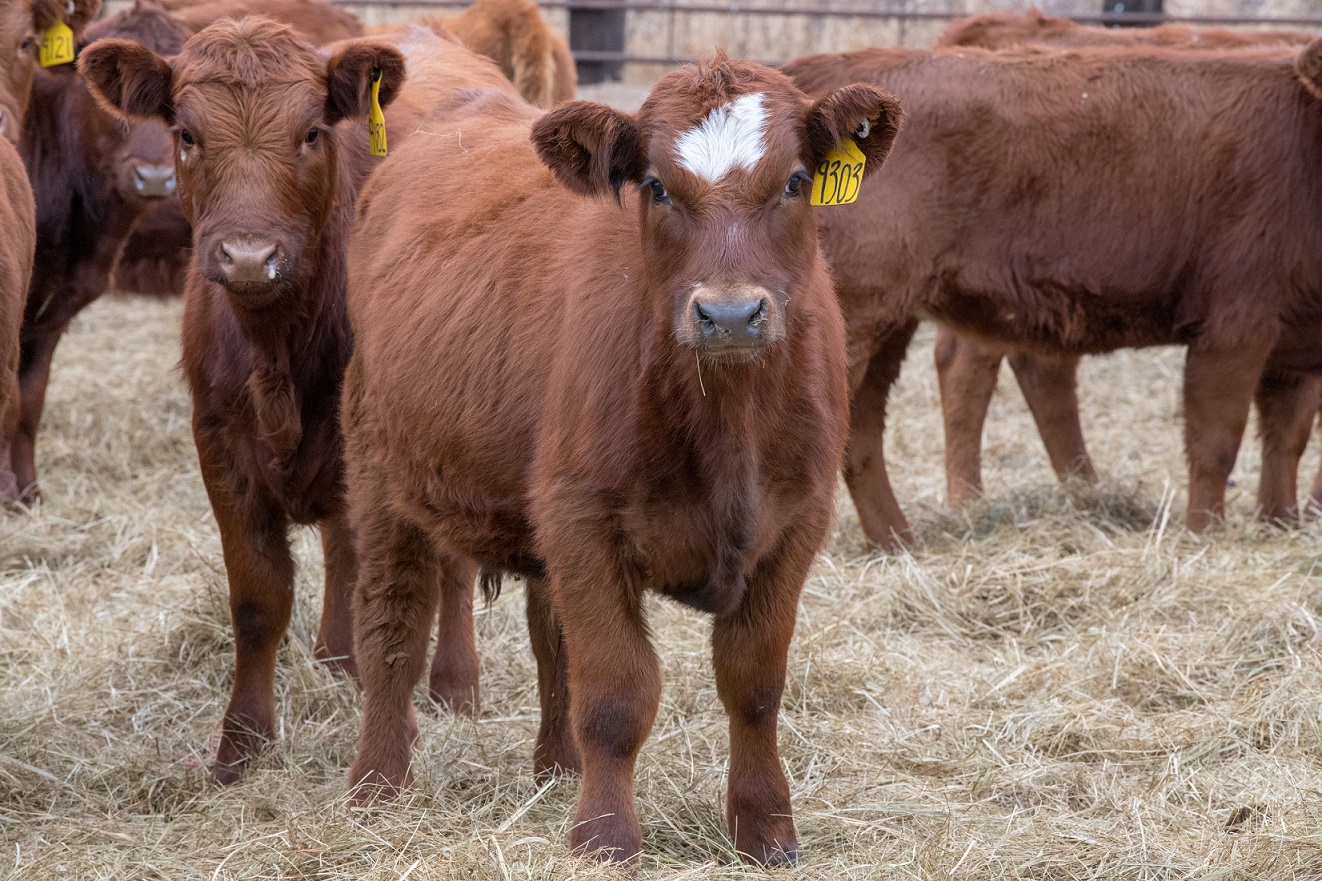 Livestock Economist Katelyn McCullock Expects Stronger Feeder Cattle Market