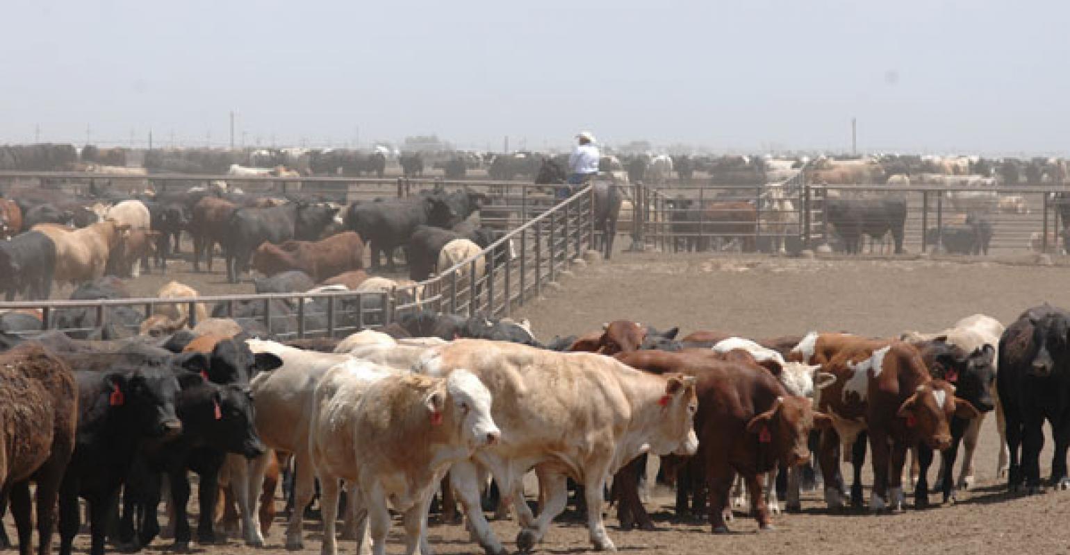 Two Producers, Two Points Of View At The Senate Agriculture Committee Hearing On Cattle Prices