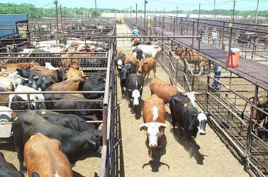 Jerry Bohn of NCBA Believes Cash Cattle Trade Improving in the Southern Plains and Kansas
