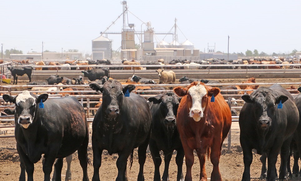 New Research Shows Grid Market System Adds $700 Million in Value to U.S. Beef