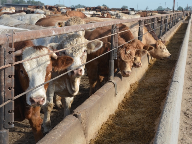 Help Newly Arrived Cattle Recover Quickest by Providing High-Energy Feed