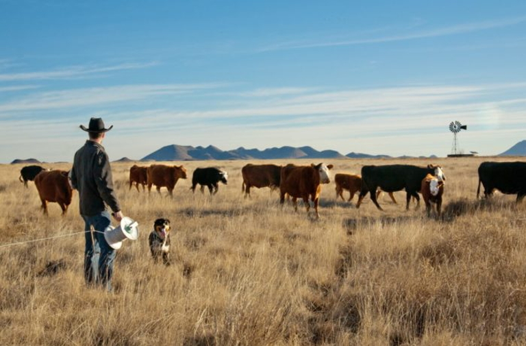 Rick Machen Believes Comprehensive Data Helps Cattle Producers Succeed 