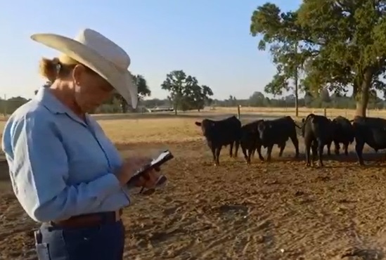 Hollenbeck Cattle Co. Utilizes Performance Beef to Simplify Their Backgrounding Operation Record Keeping