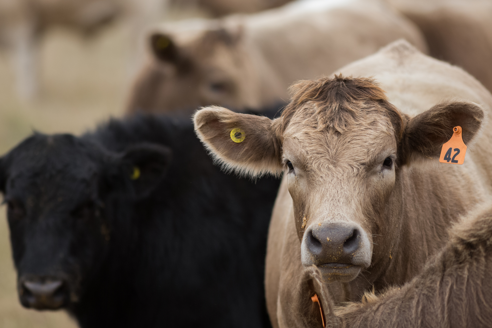 Oklahoma Stocker Operator Jim Hollenbeck Says Performance Beef Helping Him Succeed