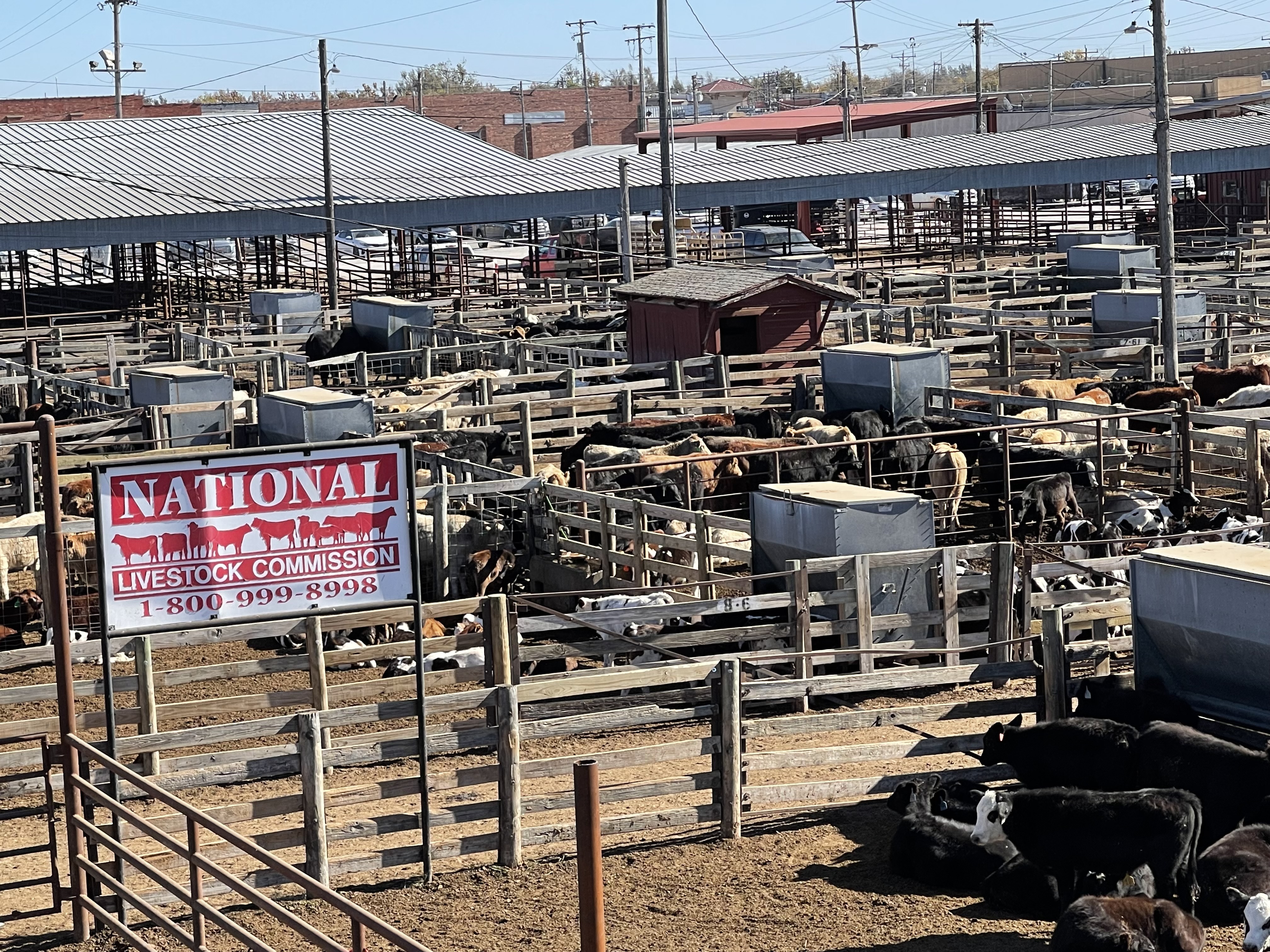National Livestock's Robert York Excited Cattle Markets are Doing Better