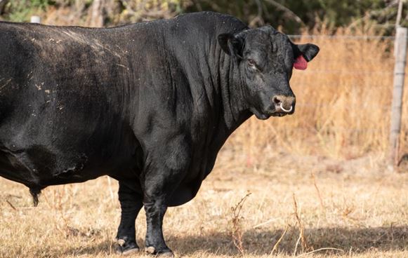 American Angus Association's Jeff Mafi Optimistic as 2021 Ends and 2022 Begins 