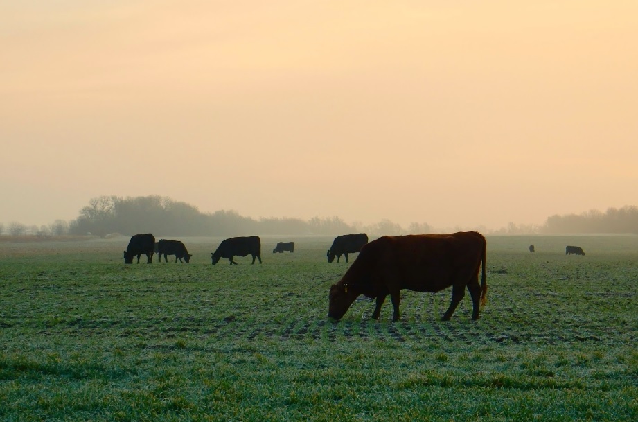 Get Ready for Spring Deworming with Dr. DL Step of Boehringer Ingelheim