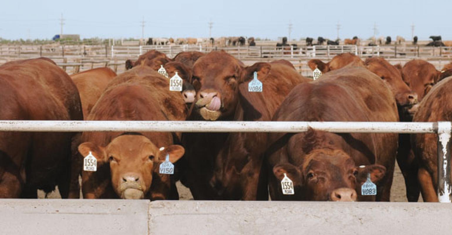 Latest Cattle on Feed Numbers Slightly Above Year Ago But Feedlots Remain Current with Market Ready  Animals