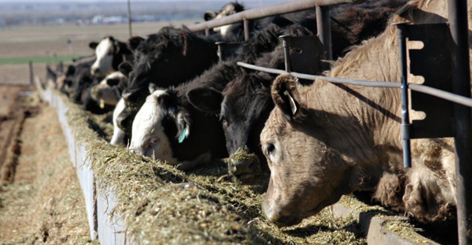 OSU's Derrell Peel  Weighs in on Big Placements in March USDA Cattle on Feed Report