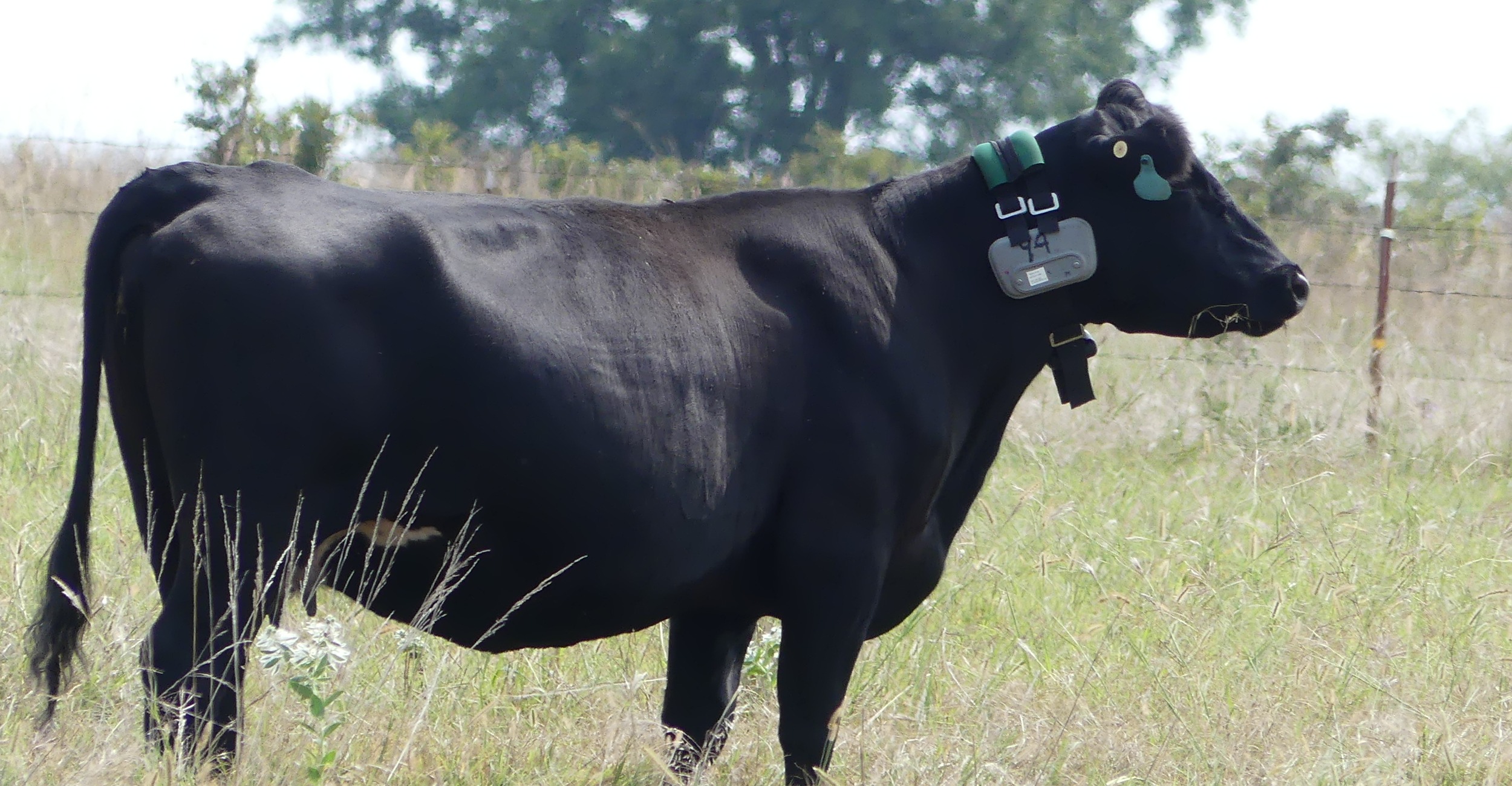 Virtual Fencing and the Advantages for Rotational Grazing with Jimmy Emmons 