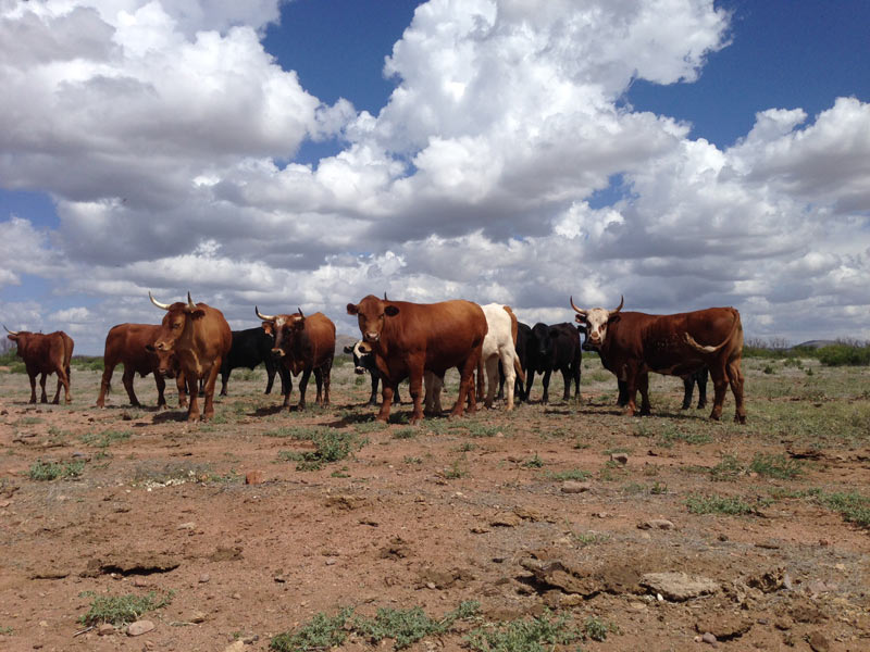Dr. Rosslyn Biggs: Keep an Eye Out for Dust Pneumonia in Cattle During Dry Conditions 