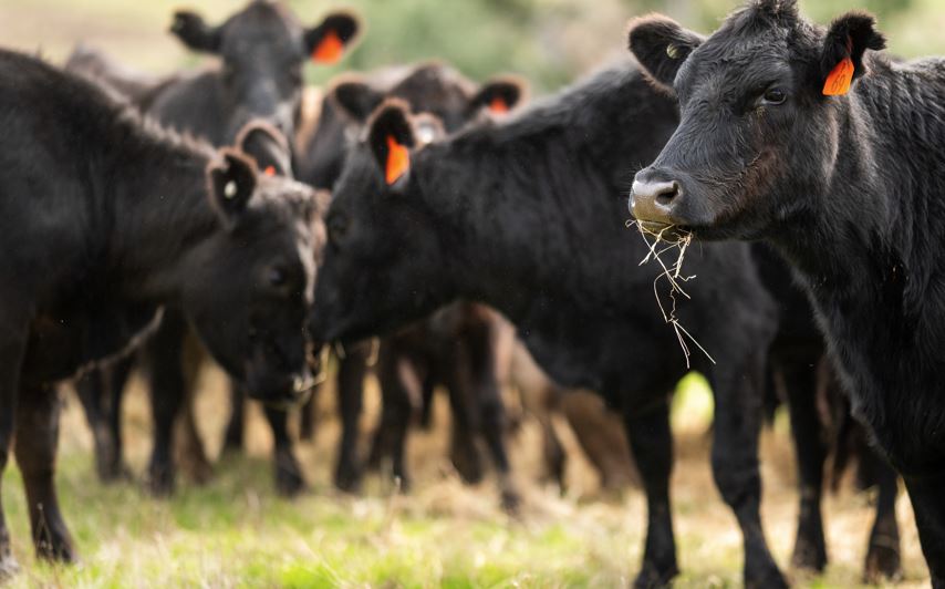OSU's Derrell Peel Says We Could See at Least a 3-4% Decrease in the Beef Cow Herd in 2022