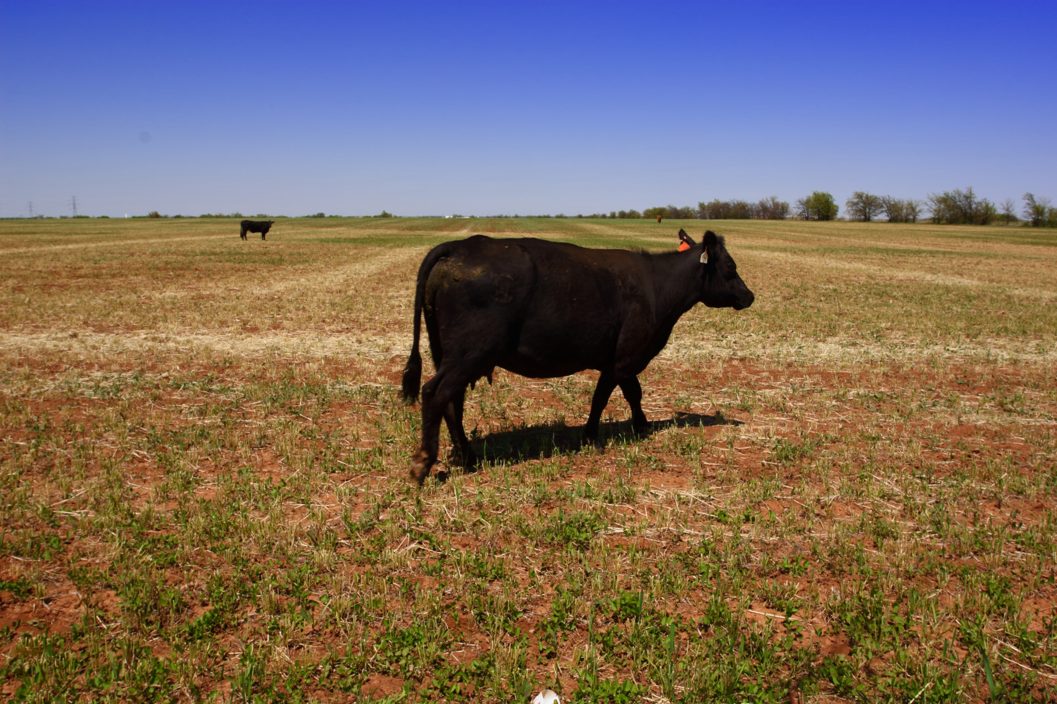Historically Poor Pasture Conditions to Hit Beef Supplies Ahead