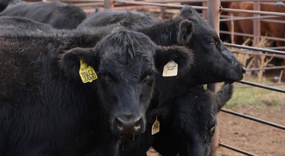 Fewer Pounds of Beef Coming in the Beef Pipeline