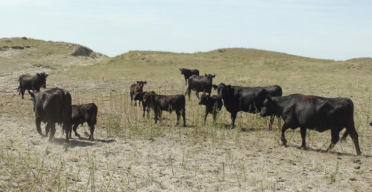 Cattle Numbers and Prices to be Impacted by Poor Pasture and Range Conditions