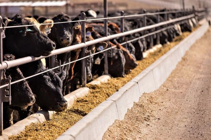 Unusual Heat Conditions in Southwestern Kansas Result in Feedlot Cattle Deaths