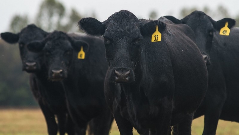Derrell Peel Foresees a Decrease in Beef Production for Remainder of 2022