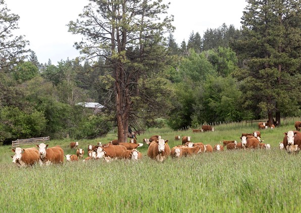 Colorado State University and American Hereford Association Working Together to Ensure Sustainable Food Supply