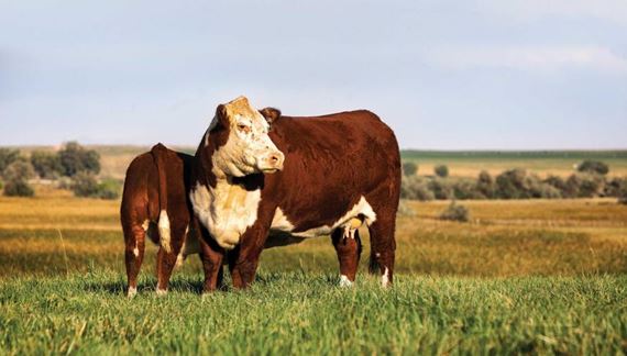 Research from CSU and AHA will Allow Cattle Producers using Hereford Genetics the Opportunity to be More Sustainable 