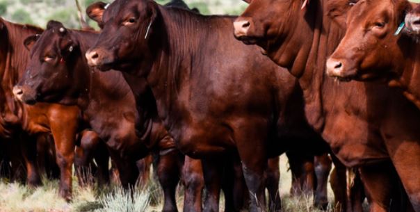 As Supplies Tighten, Lance Zimmerman sees Beef Cattle Supply Chain Increasing to Some Degree in the Next Year