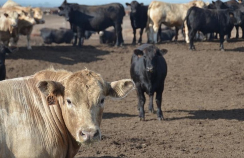 Light Weight Placements a Prominent Part of Latest Cattle on Feed Report
