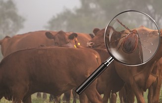 NCBA Chief Veterinarian Kathy Simmons talks about a New Threat to Cattle Producers, the Asian Longhorned Tick 