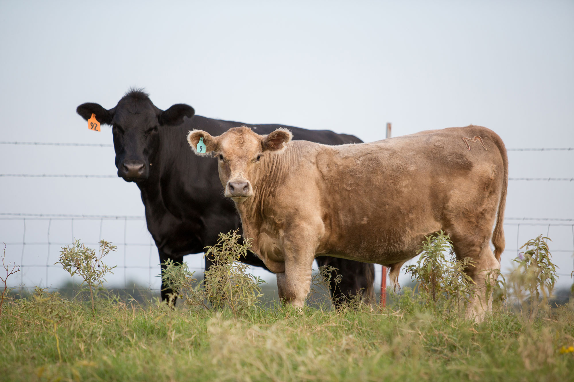 Integrity Beef Helping Producers Develop Value Added Cattle