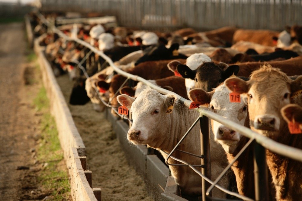 Latest Cattle on Feed Report from USDA Implies Fewer Pounds of Beef Available in 2023 