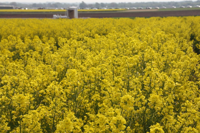 Canola Waiting on a Rain- Yield Potential Is Still Good for 2011
