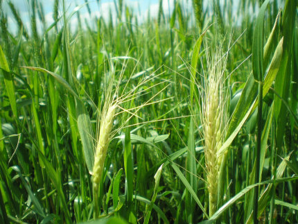 Kansas Wheat Specialist Getting Lots of Reports of Premature Wheat Plant Death This Week