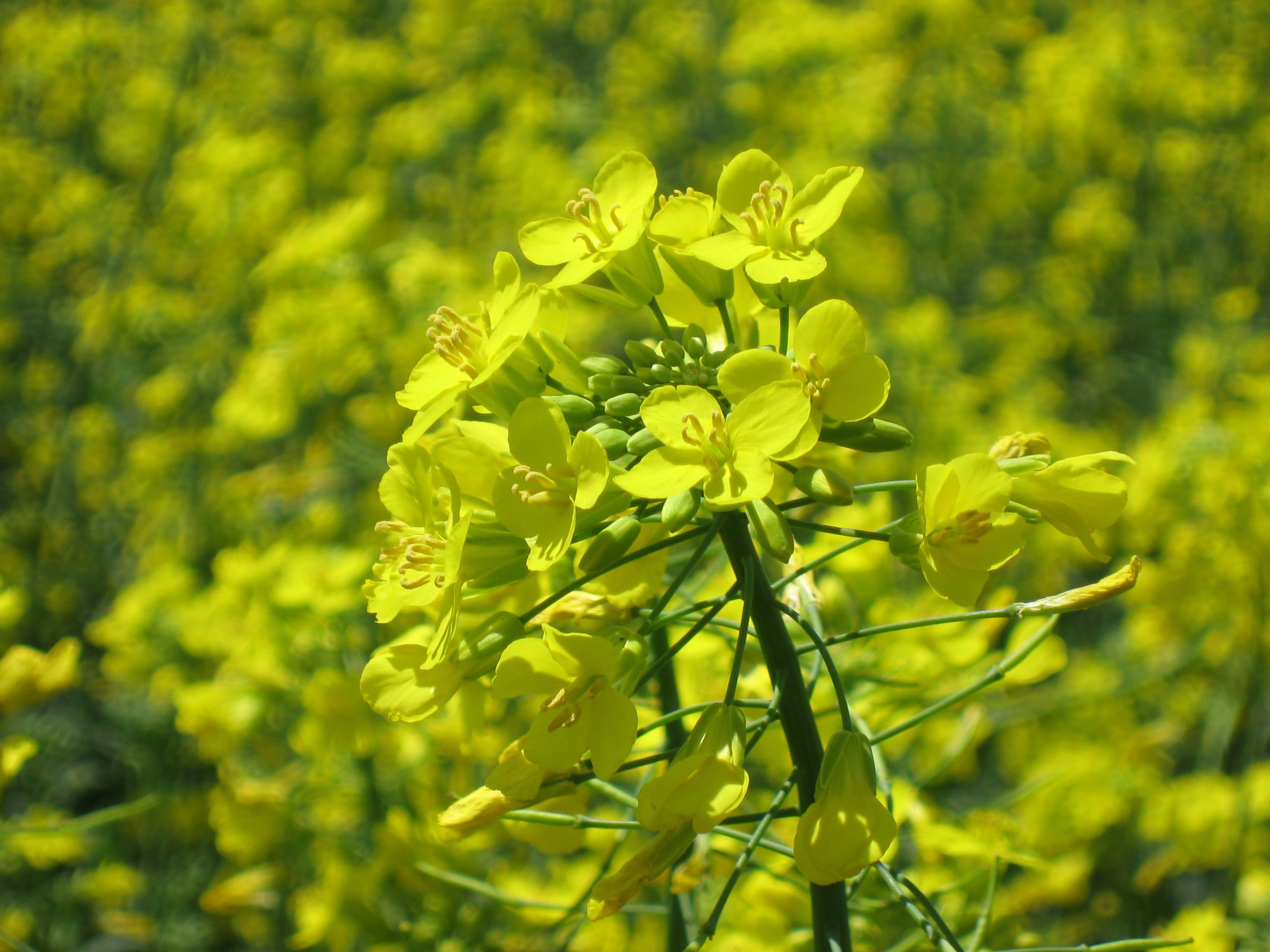 U.S. Looking to Expand Canola Crop Due To Demand