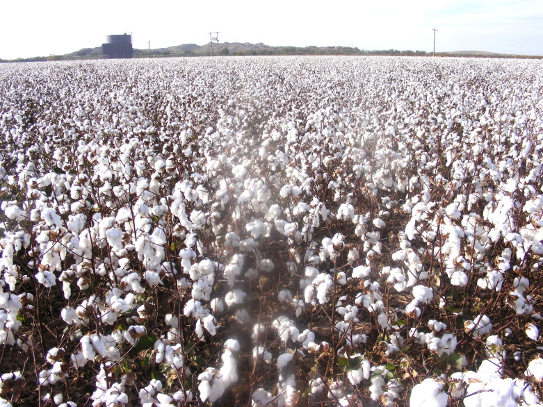 US Cotton Industry Believes Current Farm Program Has Worked Well- But Acknowledges Changes are Coming