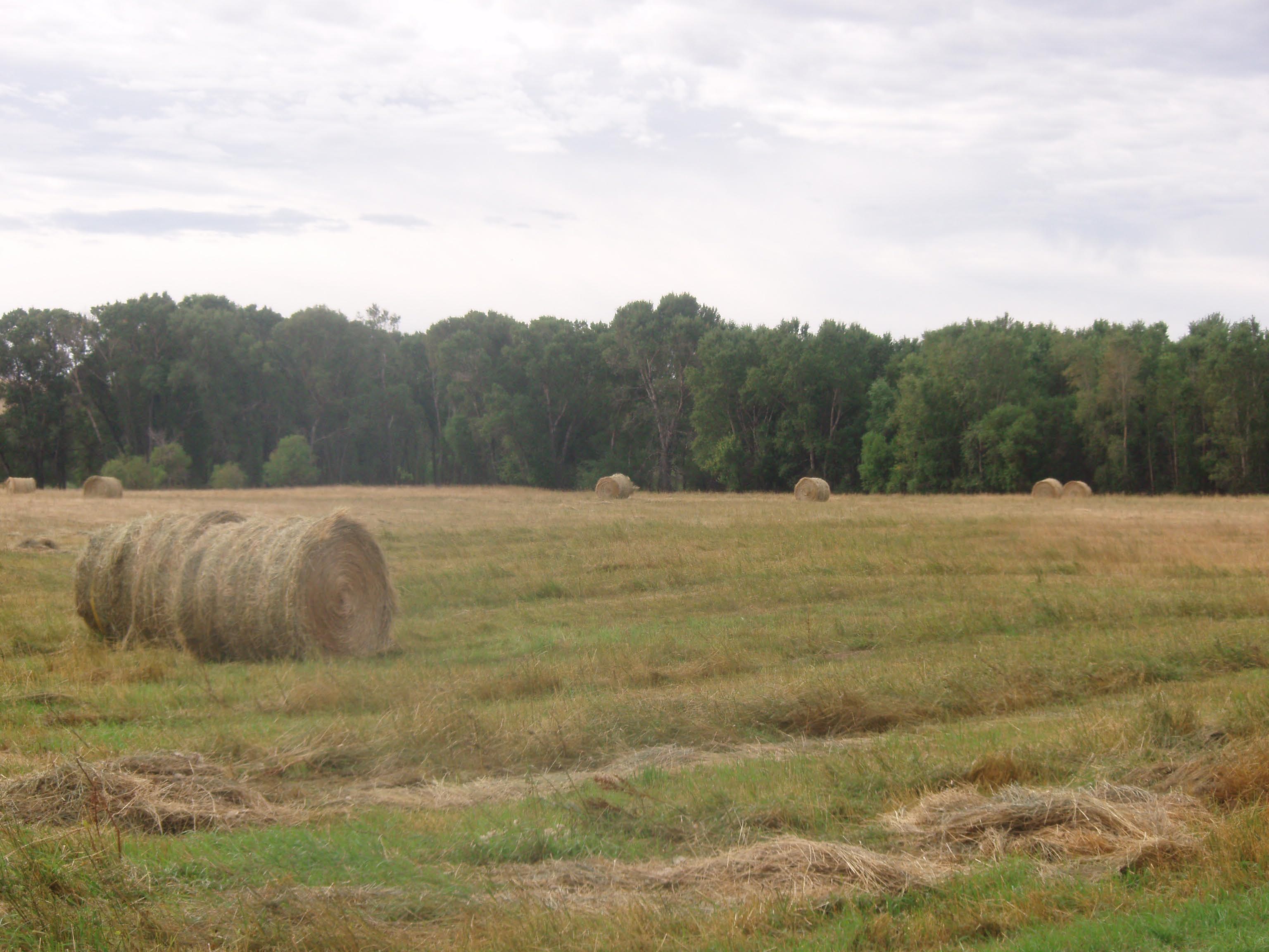 Hay Shortage May Lead to More Foreign Materials in Hay