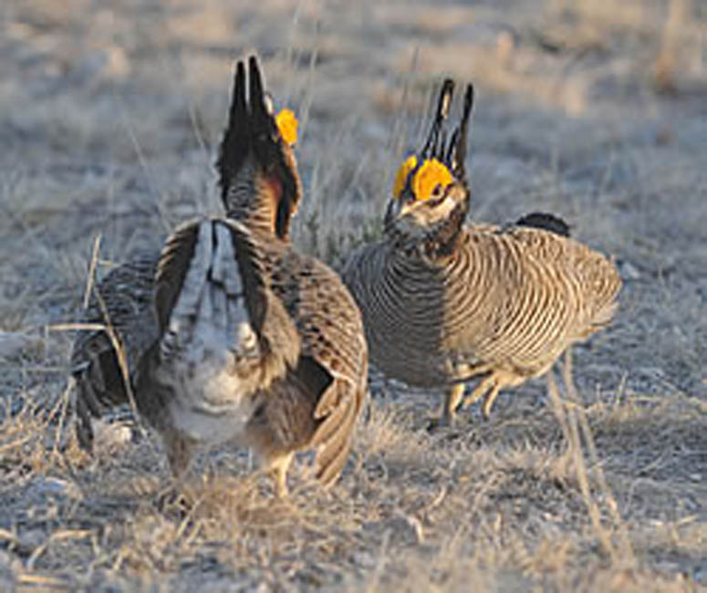 Working Lands for Wildlife Seeks to Preserve Lesser Prairie Chicken