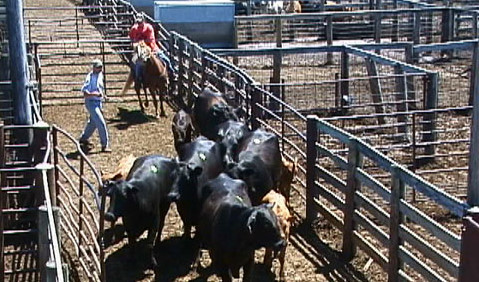 usda cattle market report oklahoma
