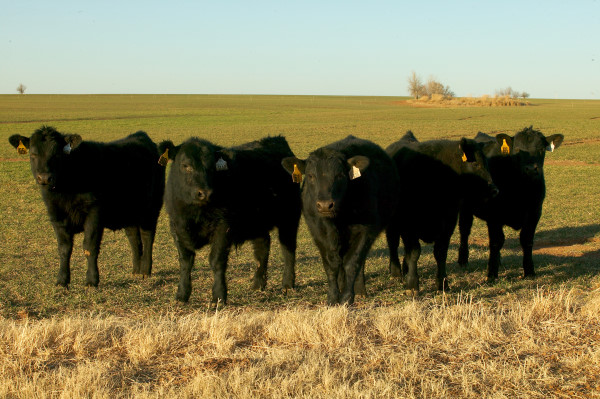 Mineral Program for Cows on Wheat Pasture Prevents Grass Tetany